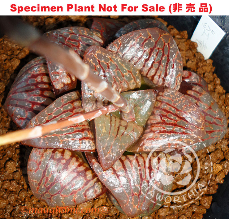 Hyb-391 H. hyb 'Kouryu', 10 seeds, 2025 Hyb-391 H. hyb 'Kouryu', 10 seeds, 2025