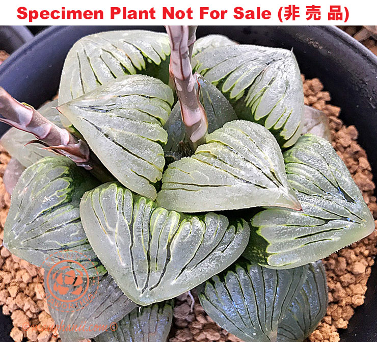Hyb-458 H. hyb 'Krypton Sea', 10 seeds, 2025 Hyb-458 H. hyb 'Krypton Sea', 10 seeds, 2025