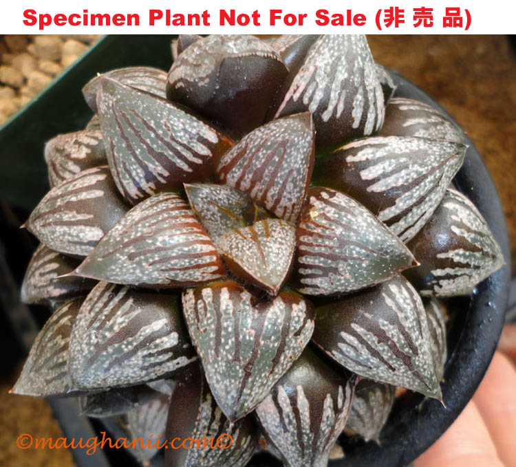 Hyb-355 H. cv 'Kuro Dekenahi', 10 seeds, 2025 Hyb-355 H. cv 'Kuro Dekenahi', 10 seeds, 2025