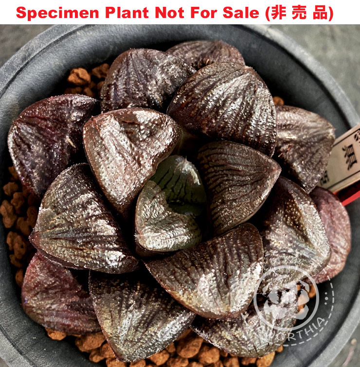 Hyb-582 H. hyb 'Kurohime', 10 seeds, 2025