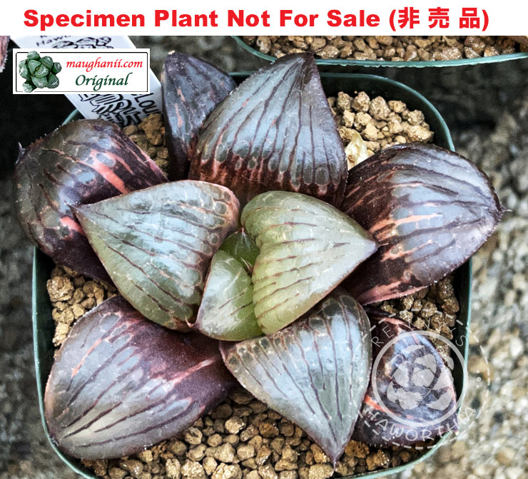 SE-632 H. hyb 'Lake Louise' variegate, 10 seeds, 2025