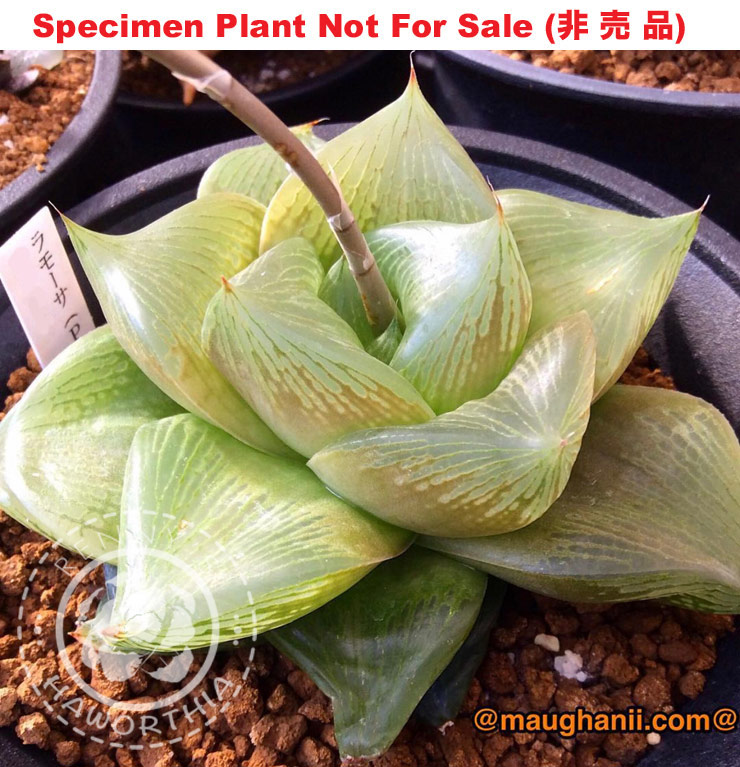 Hyb-360 H. cv 'Lamosa', 10 seeds, 2025 Hyb-360 H. cv 'Lamosa', 10 seeds, 2025