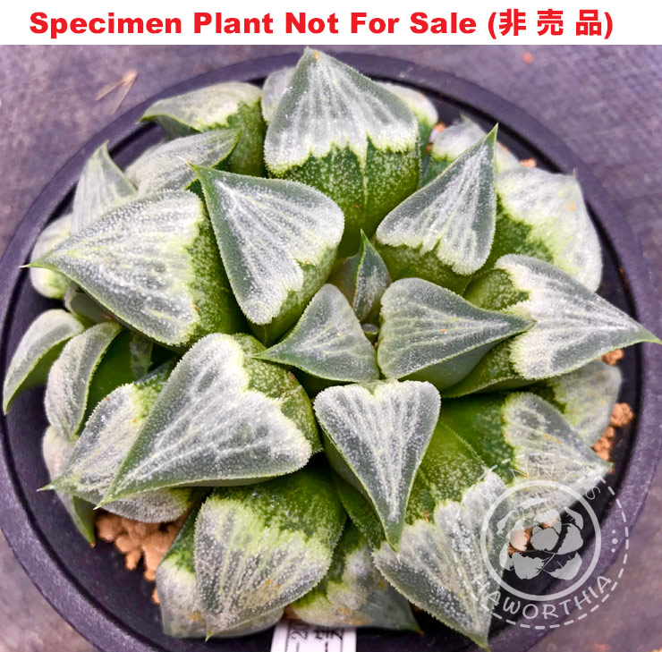 Hyb-231 H. hyb 'Link' (RS346-2013), 10 seeds, 2025