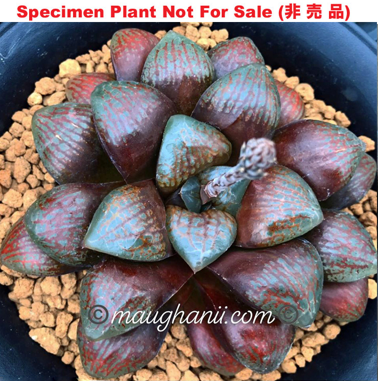 Hyb-573 H. hyb 'Mako × UFO', 10 seeds, 2025
