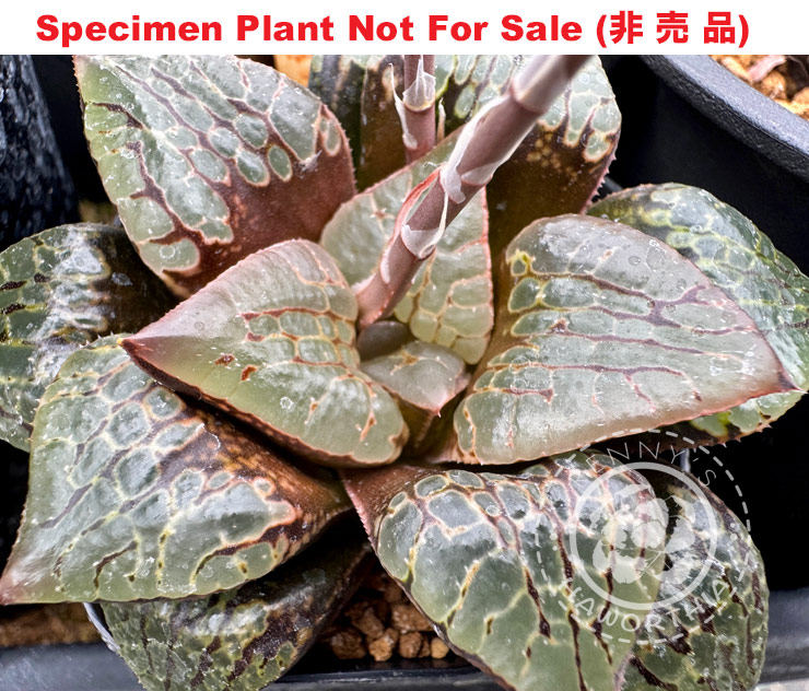 Hyb-411 H. hyb 'Tutankhamun' x 'Glass Mari', 10 seeds, 2025