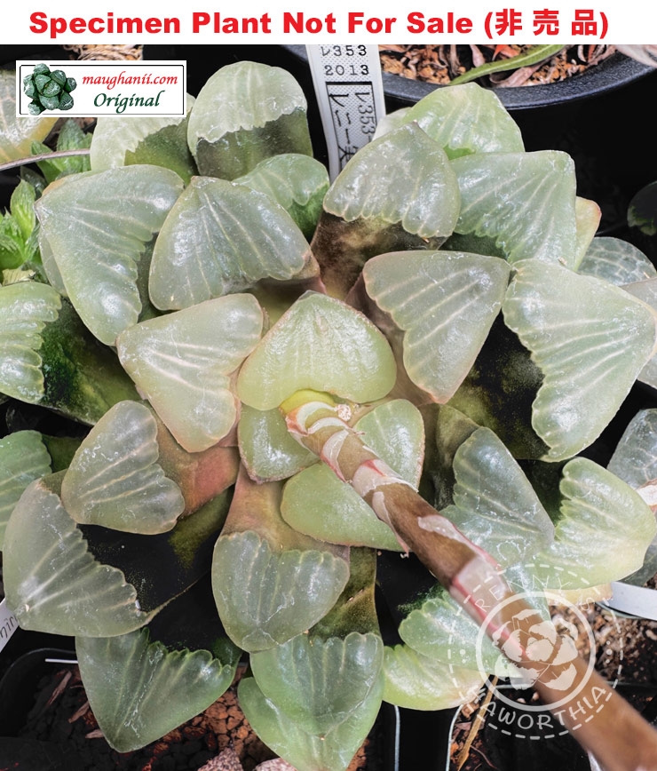 Hyb-484 H. hyb 'Matte' White Widow Seedling 10 seeds, 2025 Hyb-484 H. hyb 'Matte' White Widow Seedling 10 seeds, 2025