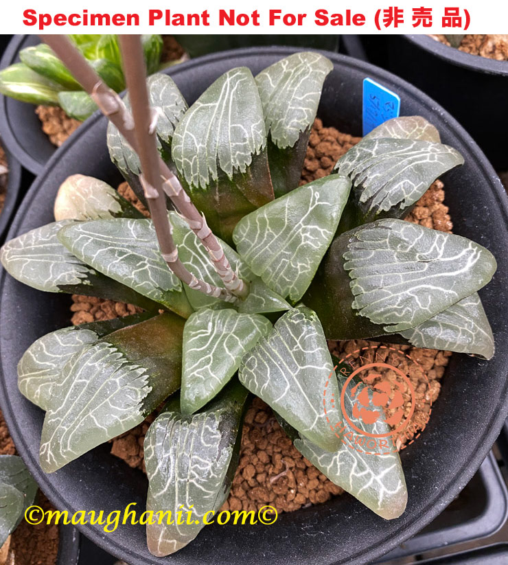 Hyb-287 H. cv 'Mazinger 2', 10 seeds, 2025