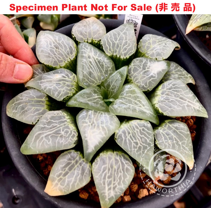 Hyb-347 H. cv 'Mazinger', 10 seeds, 2025 Hyb-347 H. cv 'Mazinger', 10 seeds, 2025