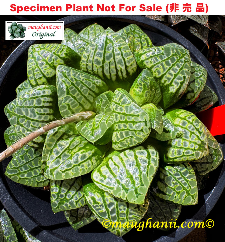 Hyb-396 H. cv 'Mermaid', 10 seeds, 2025 Hyb-396 H. cv 'Mermaid', 10 seeds, 2025