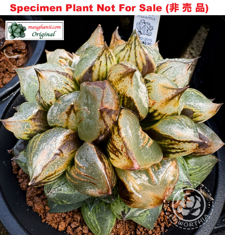 Hyb-334 H. cv 'MiniHannya', 10 seeds, 2025
