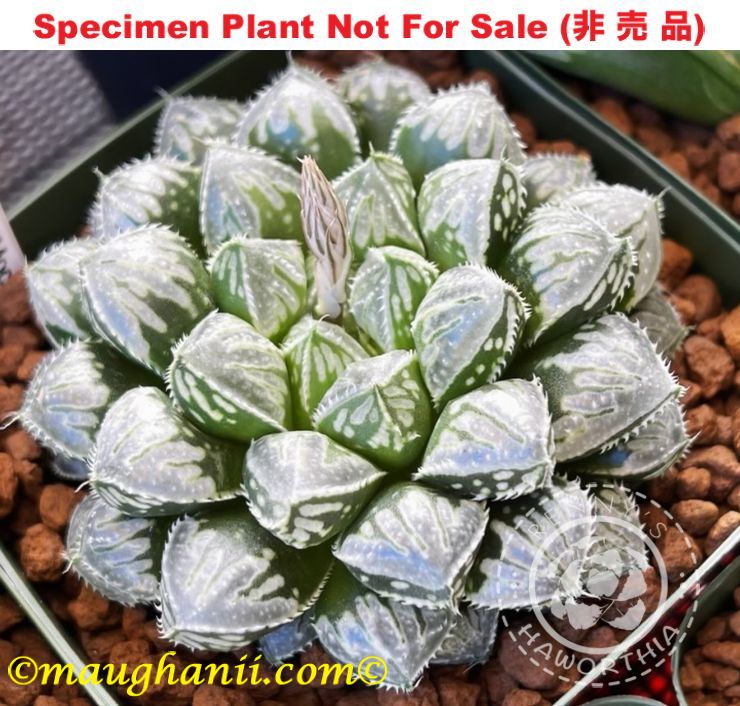 Hyb-545 H. hyb 'Mochi Mochi' 10 seeds, 2025
