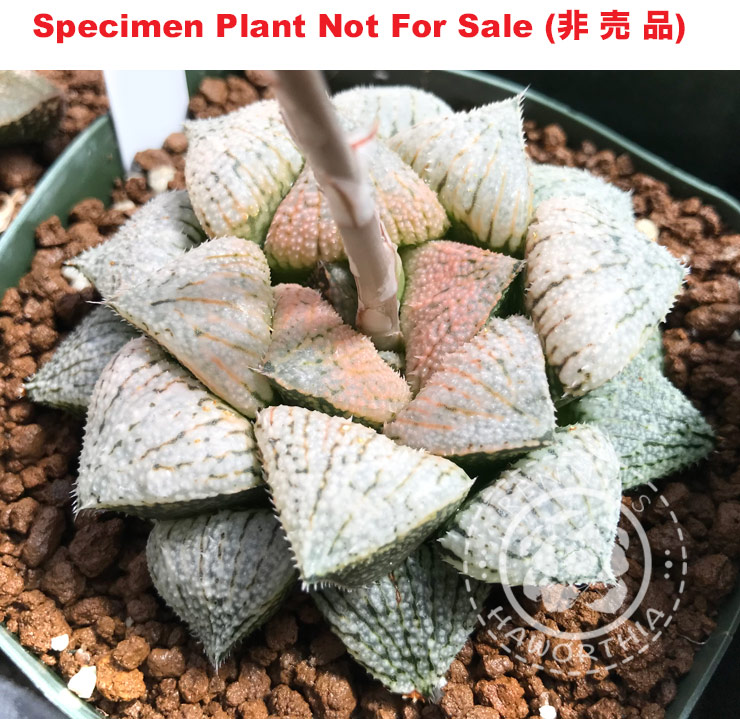 Hyb-474 H. hyb 'Moon Dust', 10 seeds, 2025 Hyb-474 H. hyb 'Moon Dust', 10 seeds, 2025