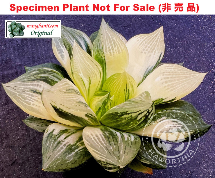 SE-634 H. hyb 'Moon Flower' variegate, 10 seeds, 2025
