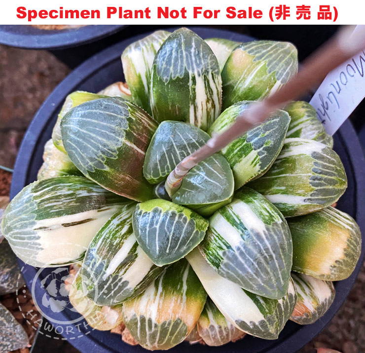 SE-665 H. hyb 'Moon Light' variegate, 10 seeds, 2025