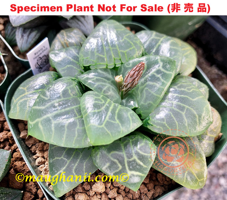 Hyb-476 H. hyb 'Moonstone', 10 seeds, 2025 Hyb-476 H. hyb 'Moonstone', 10 seeds, 2025