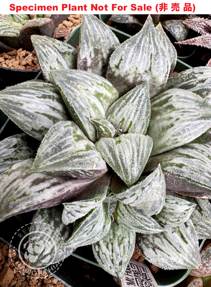 Hyb-933 H. wimmi 'Mt. Hood', 10 seeds, 2025
