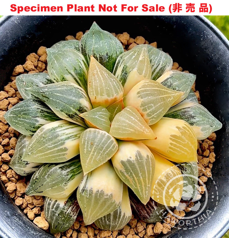 SE-671 H. picta 'Multifoliq' variegate, 10 seeds, 2025