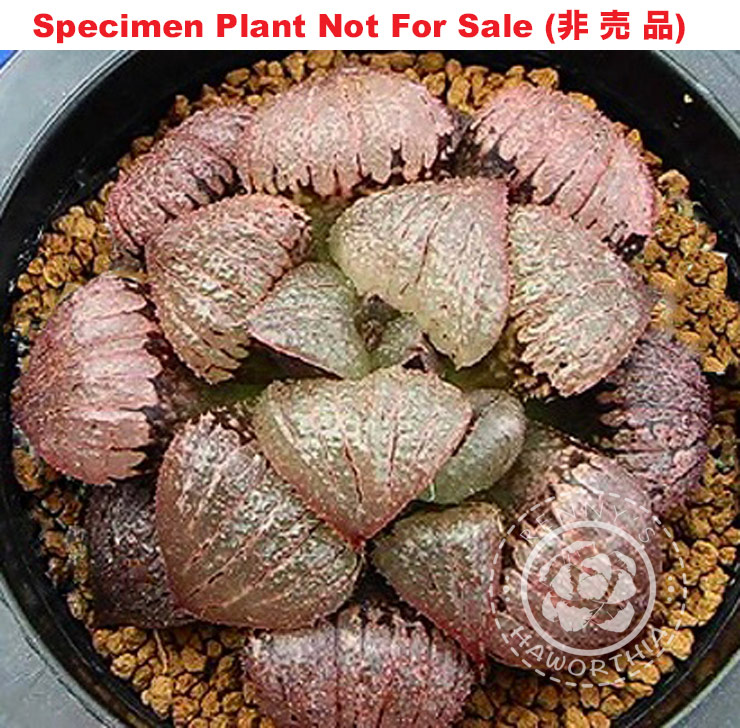 Hyb-341 H. cv 'Murasaki Taiyou', 10 seeds, 2025 Hyb-341 H. cv 'Murasaki Taiyou', 10 seeds, 2025