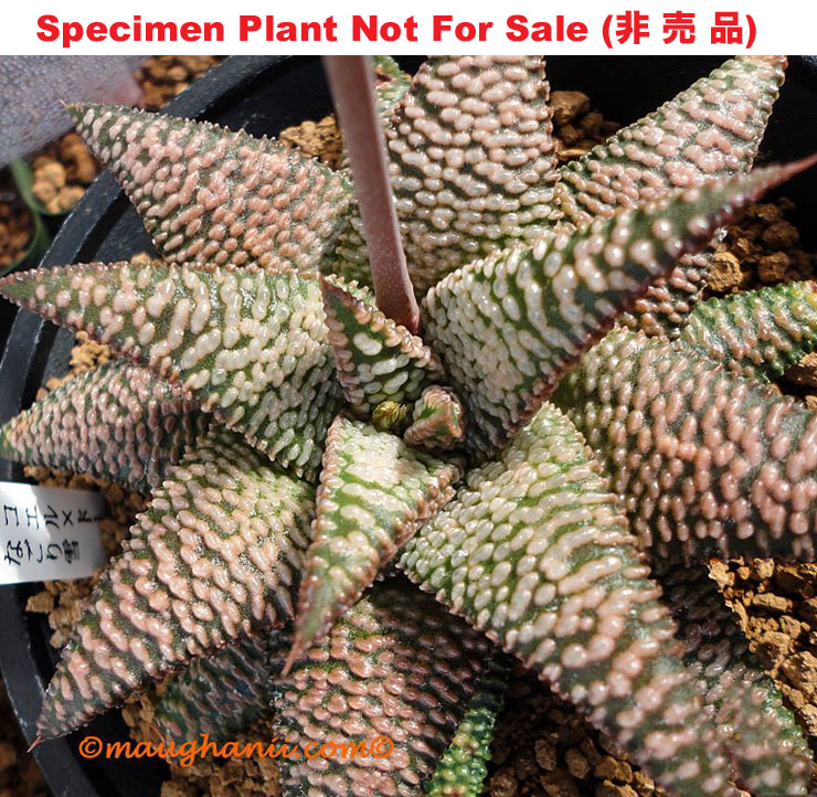 Hyb-938 H. hyb 'Nagori Yuki', 10 seeds, 2025