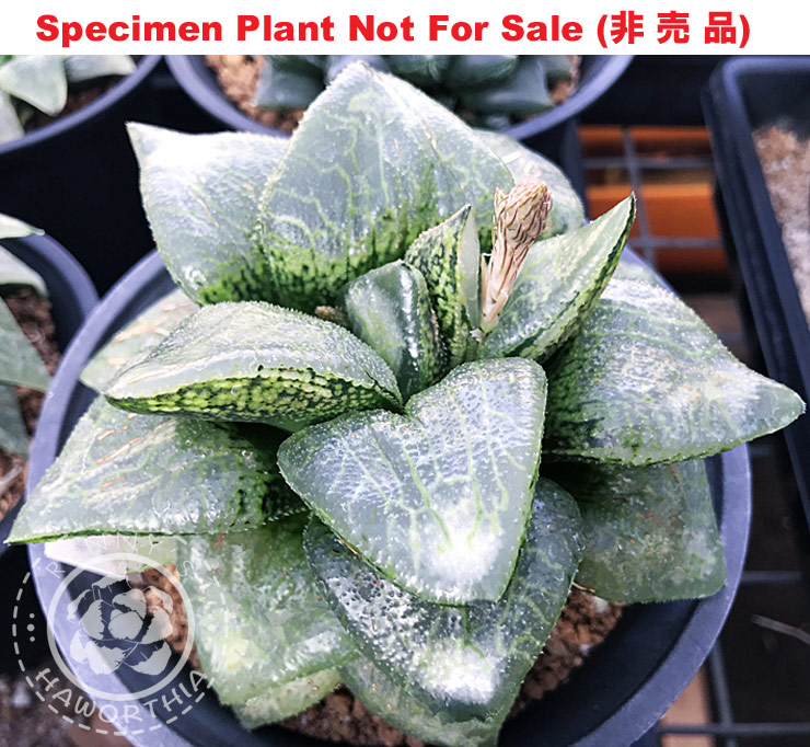Hyb-463 H. hyb 'Nightmare', 10 seeds, 2025 Hyb-463 H. hyb 'Nightmare', 10 seeds, 2025