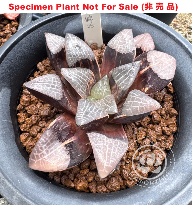 SE-1108 H. hyb 'Nishiki 25', 10 seeds, 2025