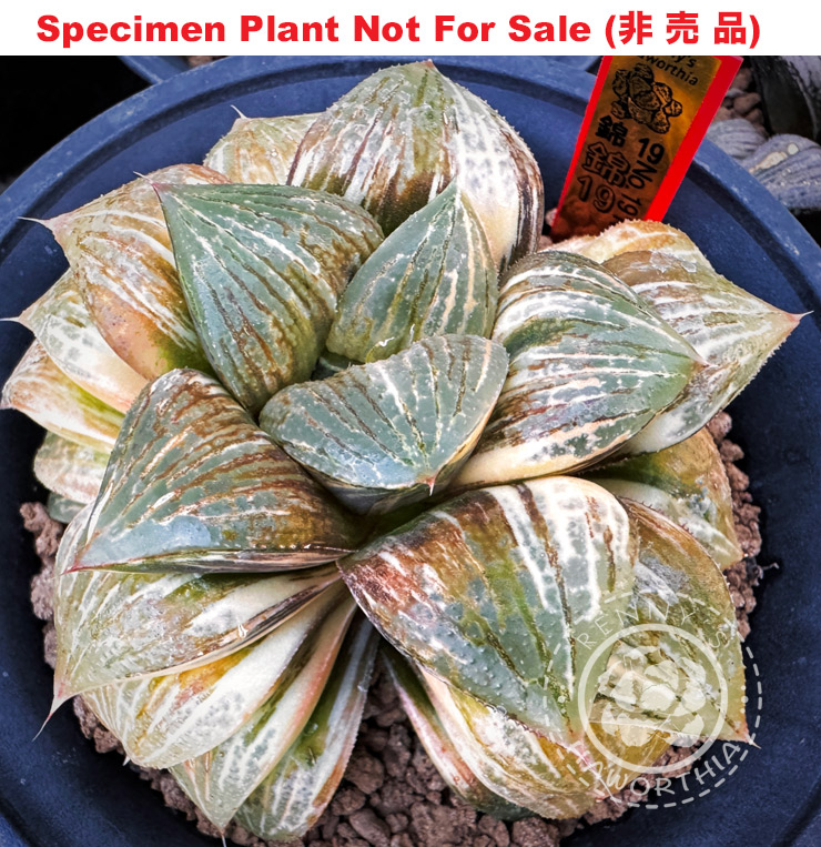 SE-652 H. hyb 'Nishiki No.19' daruma varie, 10 seeds, 2025