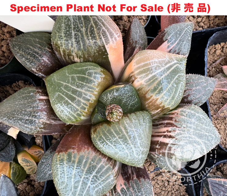 SE-654 H. hyb 'No.10 6 2023' compto Nishiki, 10 seeds, 2025