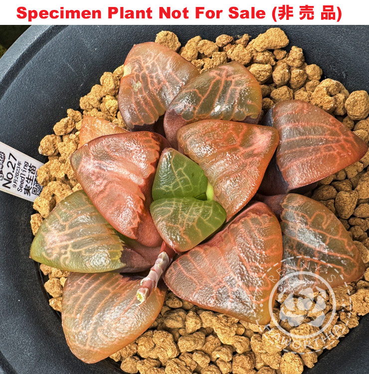 Hyb-571 H. comcore 'No.27-9-2023', 10 seeds, 2025