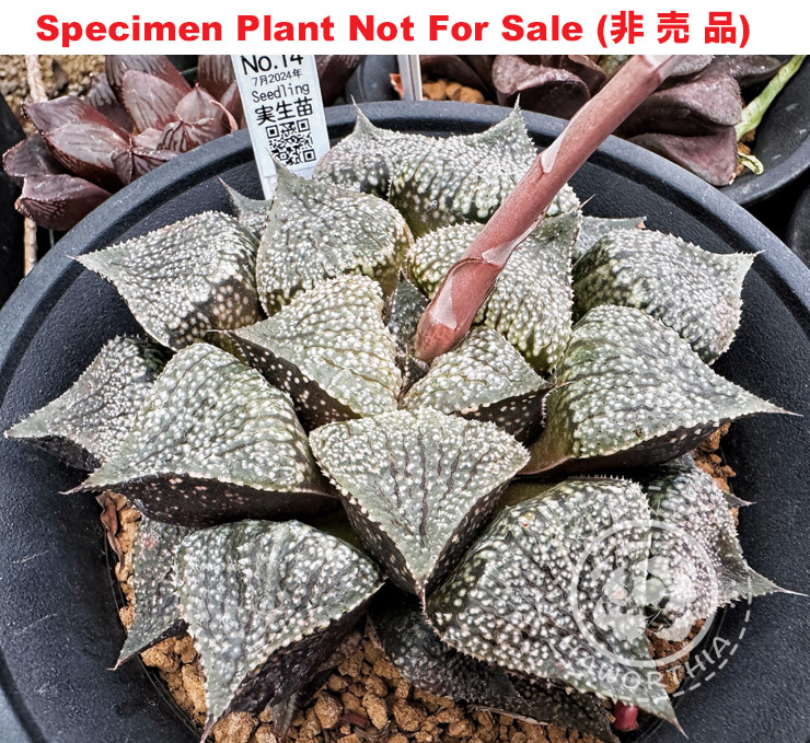 Hyb-499 H. hyb 'No.14 7 2024', 10 seeds, 2025 Hyb-499 H. hyb 'No.14 7 2024', 10 seeds, 2025