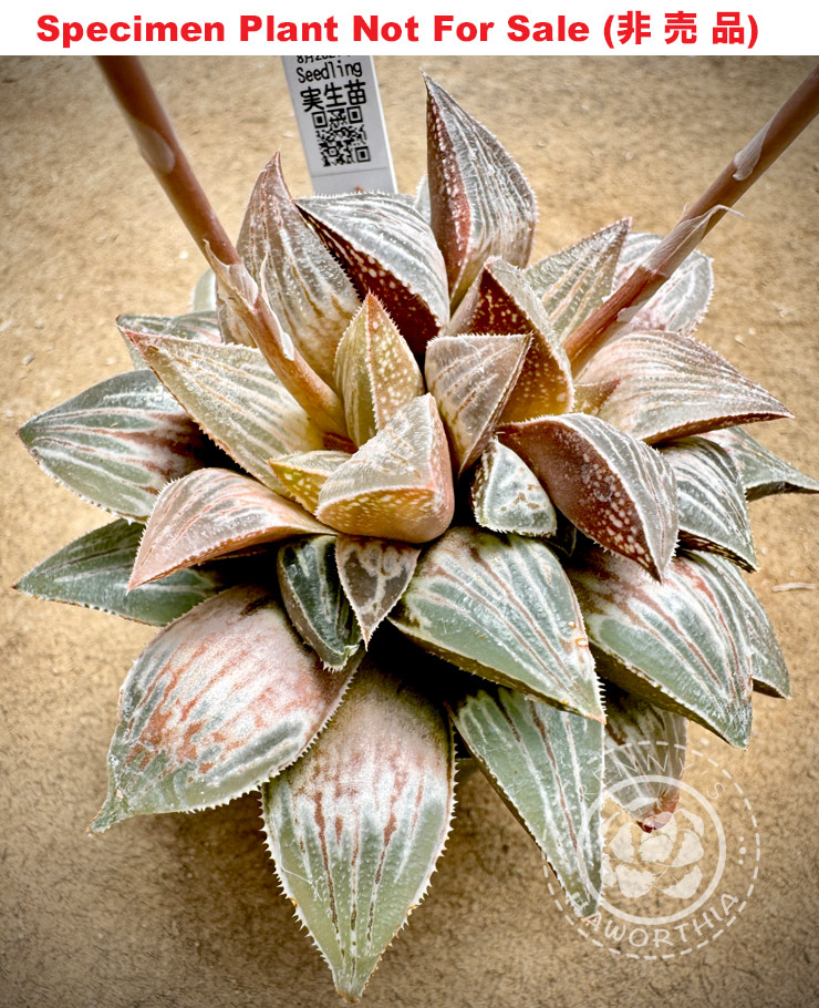 SE-691 H. hyb 'Seedling No.19 8/24', 10 seeds, 2025