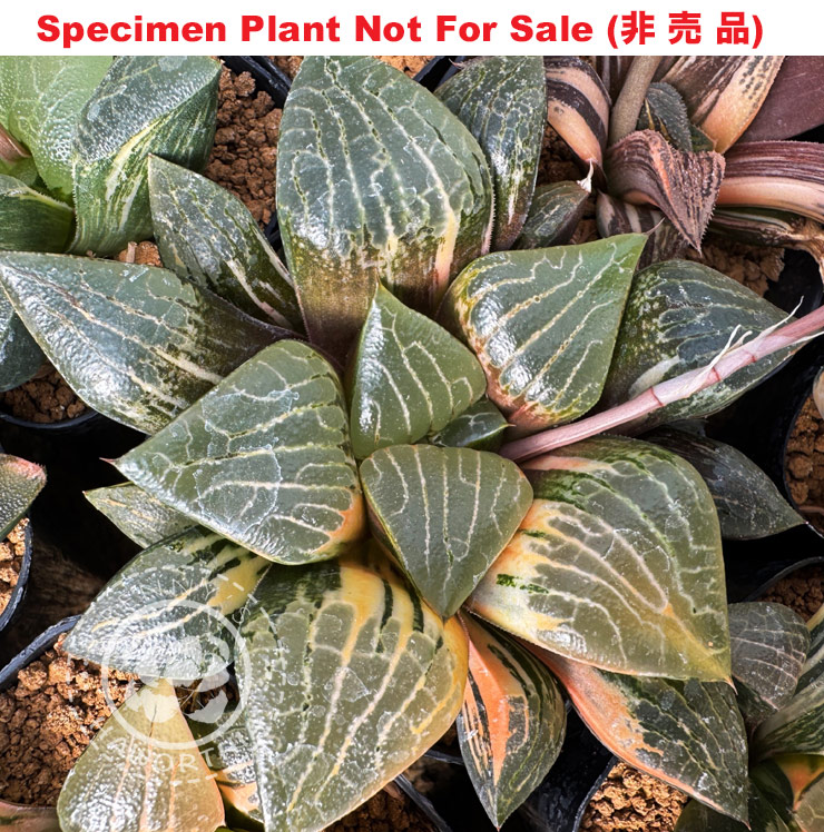 SE-688 H. hyb 'No.20' 5 2025 variegate, 10 seeds, 2025