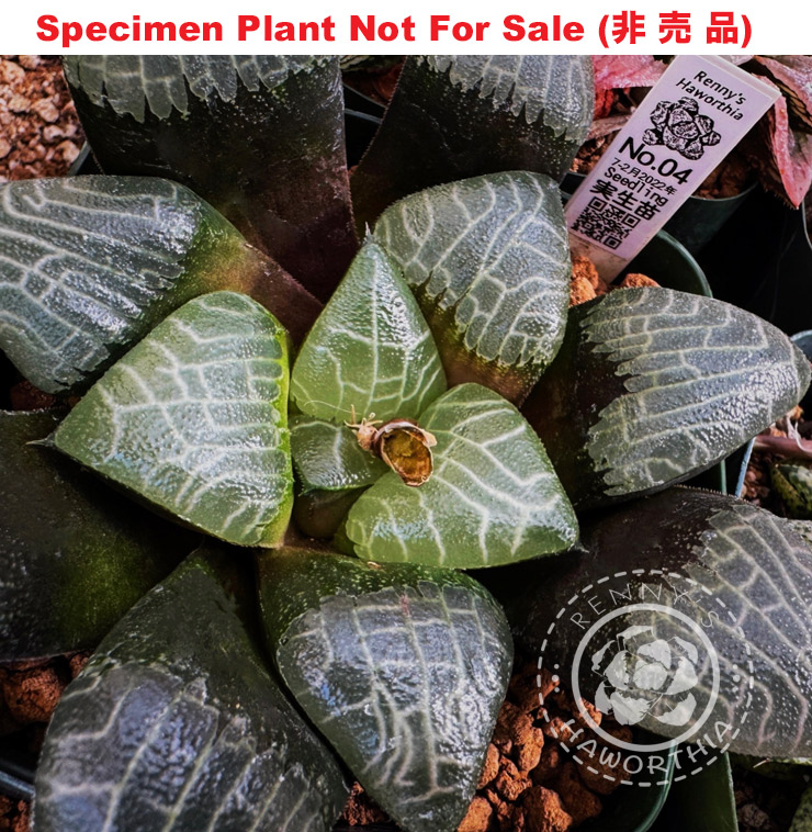 Hyb-260 H. hyb 'No.4 7-2 2022' Jupiter Seedling, 10 seeds, 2025