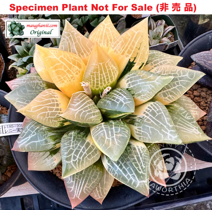 SE-673 H. hyb 'Noah' variegate, 10 seeds, 2025