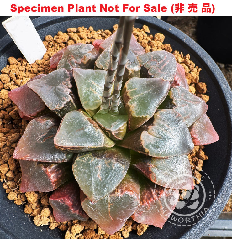 Hyb-915 H. hyb 'OSM Kori No Sekai x badia', 10 seeds, 2025