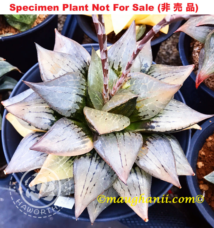 SE-601 H. hyb 'Odette' variegate, 10 seeds, 2025