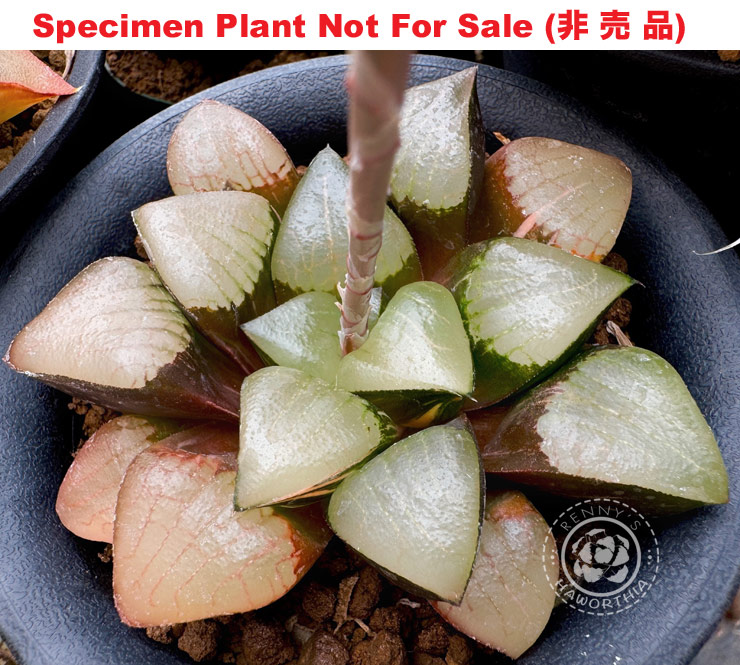 SE-694 H. comcore 'Opaque Window' variegate, 10 seeds, 2025