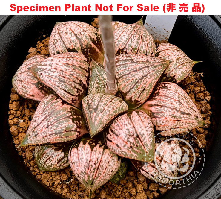 Hyb-232 H. hyb 'Orange 228', 10 seeds, 2025