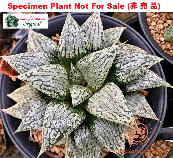 Hyb-525 H. hyb 'Oreo McFlurry', 10 seeds, 2025 Hyb-525 H. hyb 'Oreo McFlurry', 10 seeds, 2025