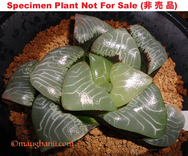Hyb-910 H. correcta 'Passion Flower' non-varie, 10 seeds, 2025