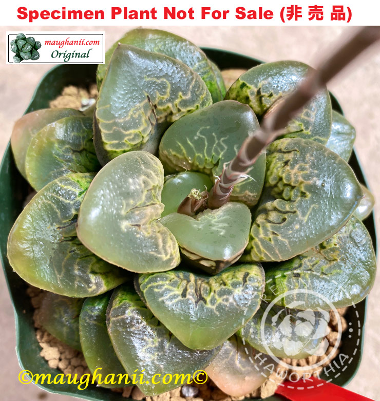 Hyb-572 H. hyb 'Peony', 10 seeds, 2025