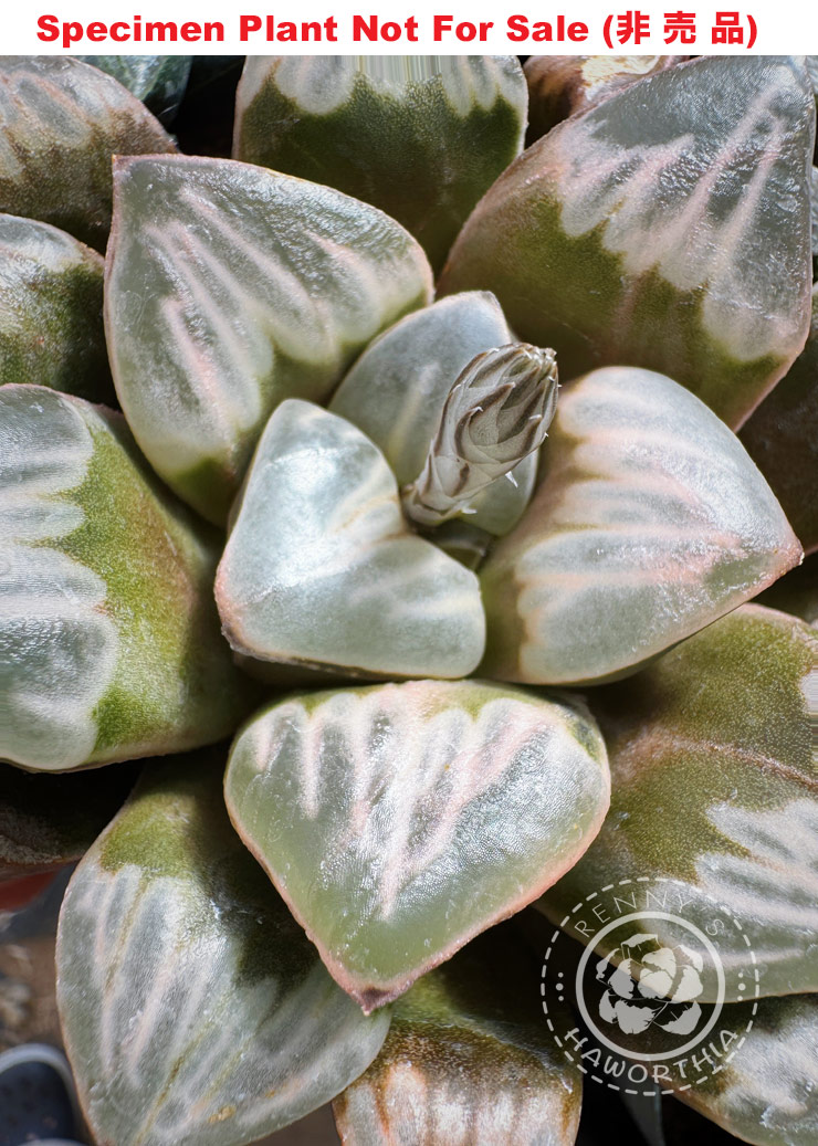 Hyb-267 H. hyb 'Petite Widow', 10 seeds, 2025