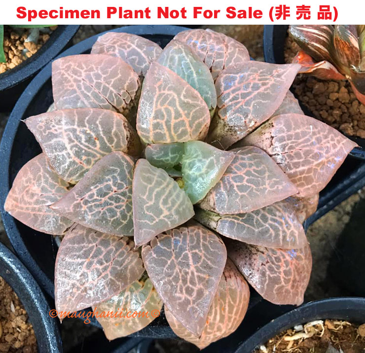Hyb-490 H. comcore 'Pink Waves', 10 seeds, 2025 Hyb-490 H. comcore 'Pink Waves', 10 seeds, 2025