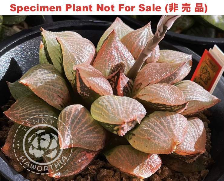 Hyb-455 H. hyb 'Pink Guava', 10 seeds, 2025 Hyb-455 H. hyb 'Pink Guava', 10 seeds, 2025