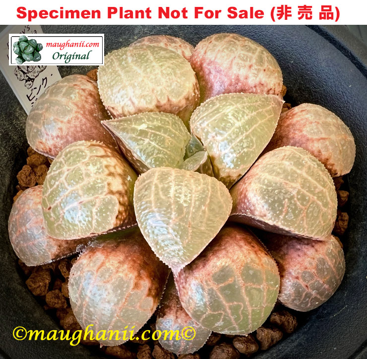 Hyb-265 H. hyb 'Pink Jello', 10 seeds, 2025