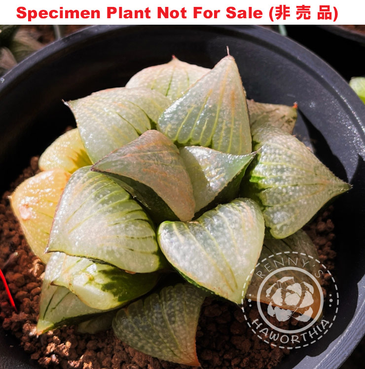 Hyb-473 H. cv 'Pink Lens', 10 seeds, 2025 Hyb-473 H. cv 'Pink Lens', 10 seeds, 2025