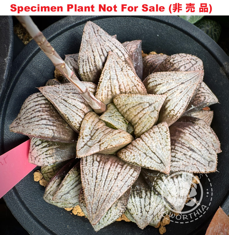 Hyb-902 H. hyb Pink Tag, 10 seeds, 2025