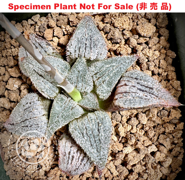 Hyb-494 H. hyb 'Prickly white em major', 10 seeds, 2025 Hyb-494 H. hyb 'Prickly white em major', 10 seeds, 2025