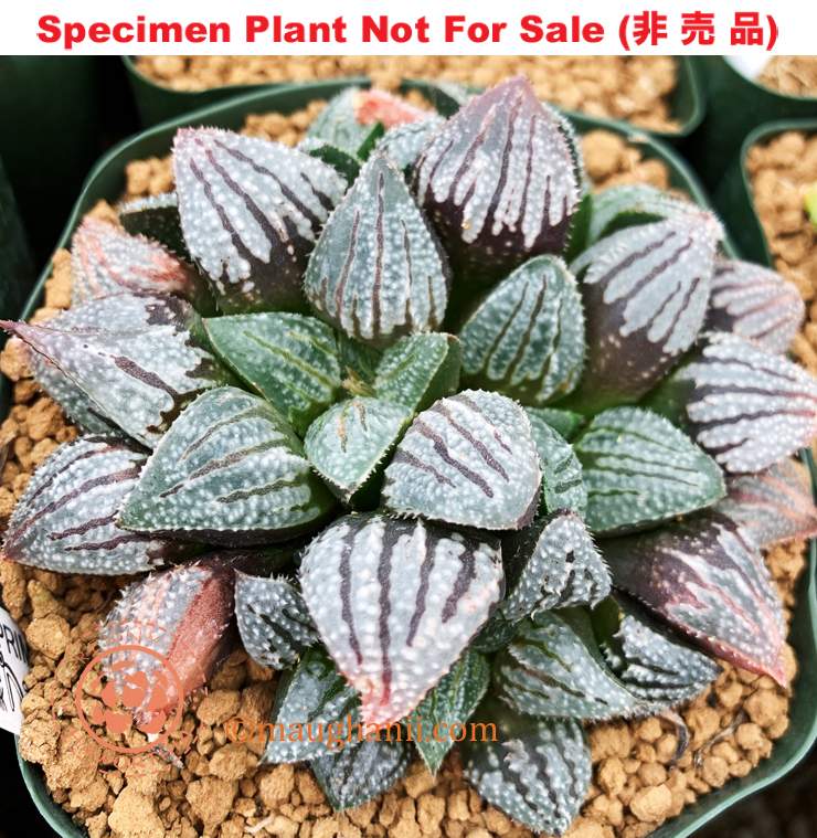 Hyb-446 H. hyb 'Primadona', 10 seeds, 2025 Hyb-446 H. hyb 'Primadona', 10 seeds, 2025