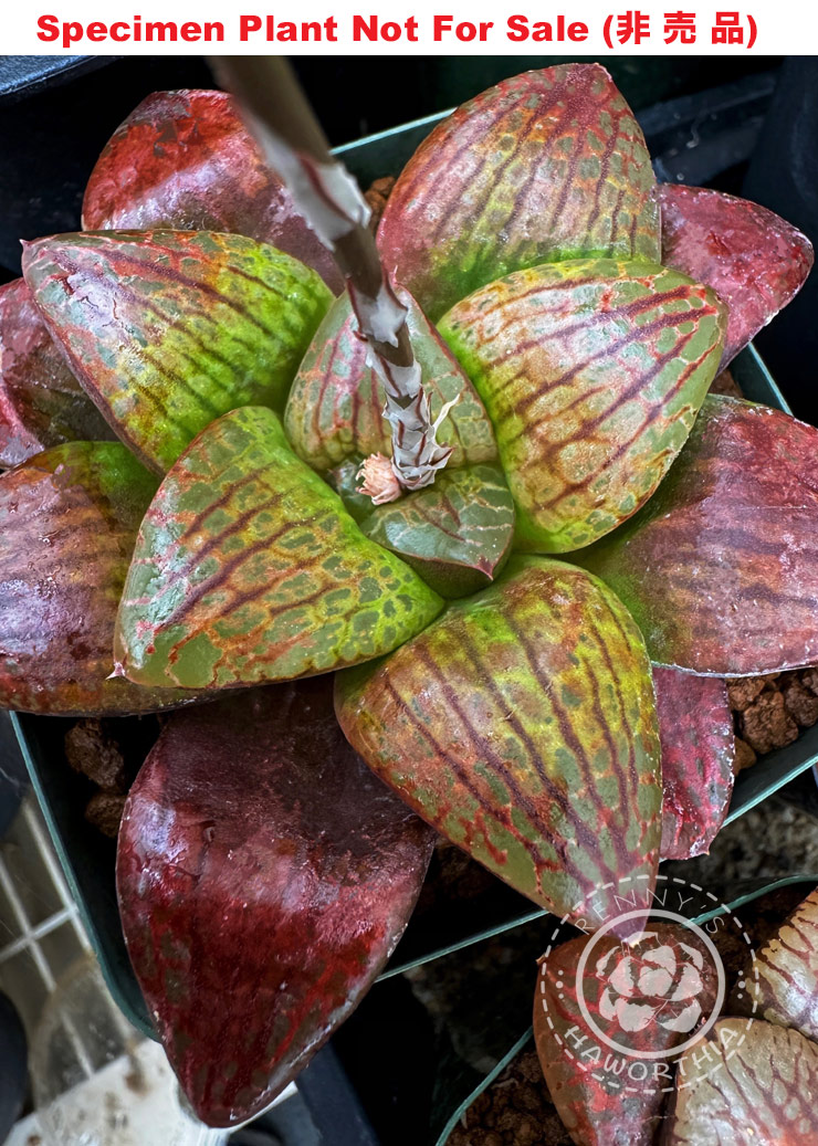 Hyb-515 H. hyb 'Purple Abalone' x Karakusajishi, 10 seeds, 2025 Hyb-515 H. hyb 'Purple Abalone' x Karakusajishi, 10 seeds, 2025