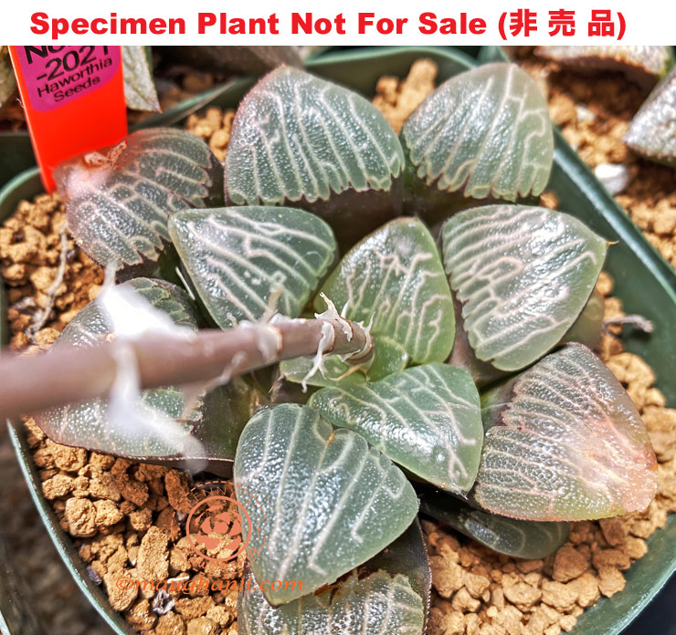 Hyb-306 H. correcta 'Purple No.33-2021', 10 seeds, 2025 Hyb-306 H. correcta 'Purple No.33-2021', 10 seeds, 2025